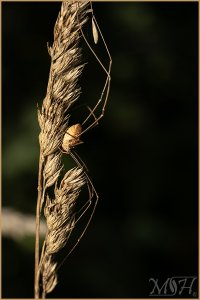 8181_Daddy grass.jpg