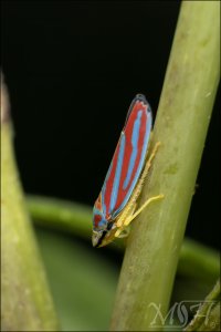 8144_Red-banded leafhopper.jpg