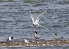 Tern_Feeding_Chick_300m.gif