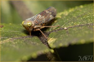 8051_Broad-headed Sharpshooter.jpg