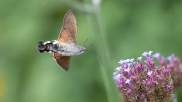 hummingbird moth einzehnteltausend.jpg