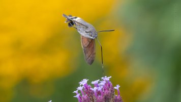 hummingbird moth einzehnteltausend_02.jpg