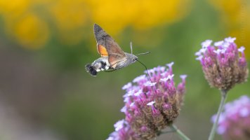 hummingbird moth einzehnteltausend_03.jpg