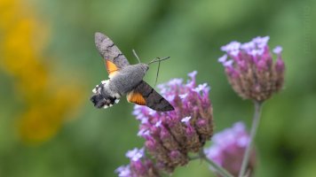 hummingbird moth einzehnteltausend_04.jpg