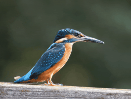 Kingfisher_winking.gif