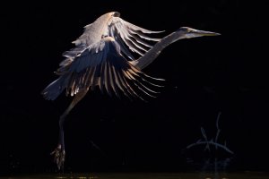 0T7A7319-DN small.jpeg