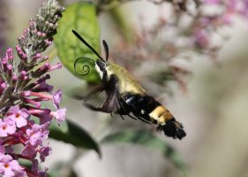 K41A5540 picasa crop.JPG