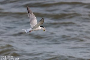 _MG_12136.jpeg _MG_12136.jpeg