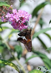 K41A4549 picasa crop.JPG