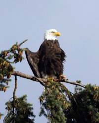309A7004-DxO_Bald_Eagle_500mm_43.jpg