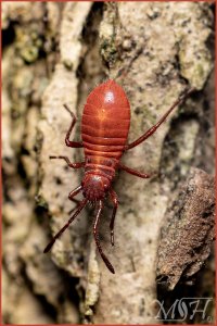 56351_Boxelder bug hatchling.jpg