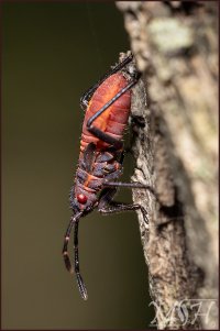 56346_Boxelder nymph II.jpg
