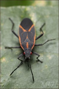 56331_Boxelder Adult.jpg