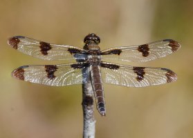 12-Spot_Skimmer_dragonfly_R7.jpg