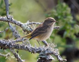 3R3A6594-DxO_PALM_WARBLER.jpg