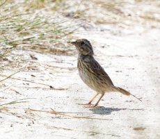 6L8A5654-DxO_Lincoln's Sparrow.jpg