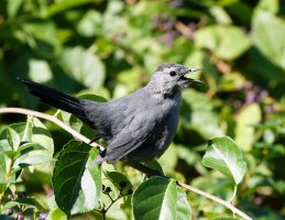 6L8A5953-DxO_Gray_Catbird.jpg