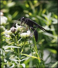 55223-Great Black Wasp.jpg