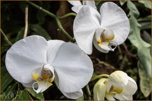 1340_Moth Orchid.jpg
