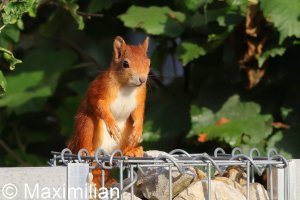 squirrel_2025_05.JPG
