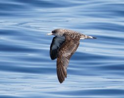 6L8A5070-DxO_Cory's_shearwater_flying.jpg