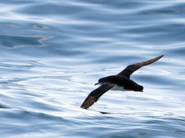 6L8A5177-DxO_Manx_Shearwater_flying_wings_touching_water_shaut2x.jpg