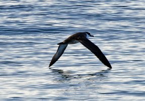 6L8A5256-DxO_Great_shearwater_wings_touching_water_shaut 2x.jpg
