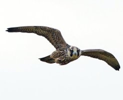 6L8A4639-DxO_Peregrine_Falcon_flying_face-on_shaut.jpg