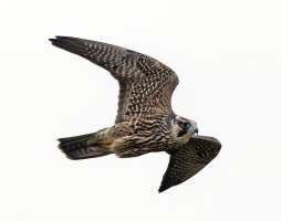 6L8A4651-DxO_Peregrine_Falcon_flying_shaut.jpg