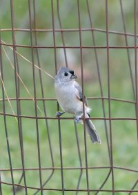 K41A4874 picasa crop ps fix-topaz-denoise.jpg