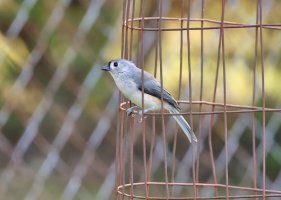 K41A5436 picasa crop ps fix-topaz-denoise.jpg