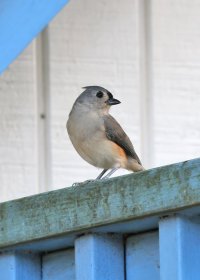 K41A5571 picasa crop ps fix-topaz-denoise.jpg