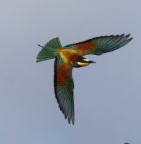 3R3A7266-DxO_Beeeater_flying-ls-1-ss_Avatar.jpg
