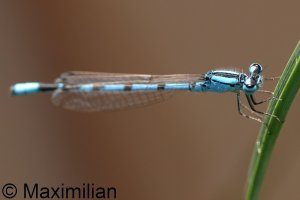 common_bluet_2025_02.JPG