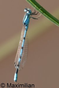 common_bluet_2025_03.JPG
