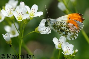 orange_tip_2025_01.JPG