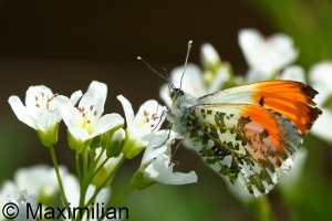 orange_tip_2025_02.JPG