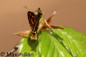chequered_skipper_2025_01.JPG