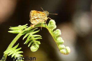 chequered_skipper_2025_02.JPG