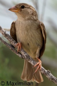 sparrow_2025_03.JPG