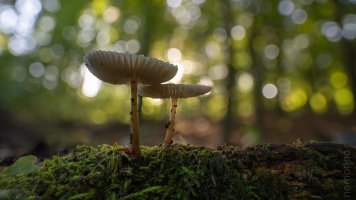 15mm stack 15 frames.jpg