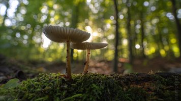 15mm stack 15 frames_02.jpg