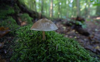 15mm stack 7 frames.jpg