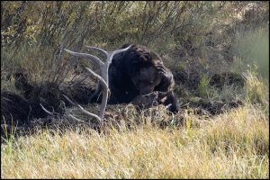 59070_Grizzly, oh my I am so full.jpg