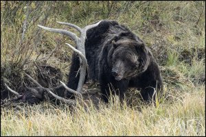 MHR59174_Grizzly just heard something.jpg