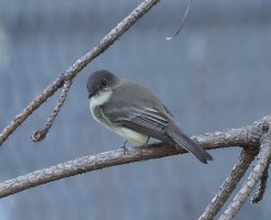 K41A7974 picasa crop-topaz-denoise-sharpen.JPG