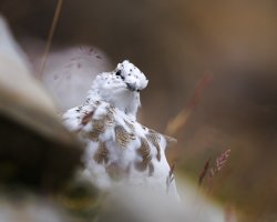 _K5A6428-20250905-DxO_DeepPRIME XD2s.jpg