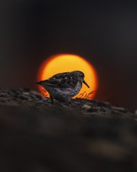 _K5A4089-20250823-DxO_DeepPRIME XD2s.jpg