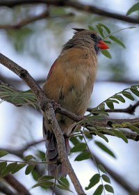 K41A8173-topaz-denoise picasa crop ps fix.jpg