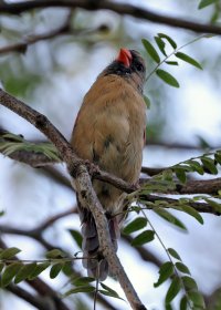 K41A8215-topaz-denoise picasa crop ps fix.jpg